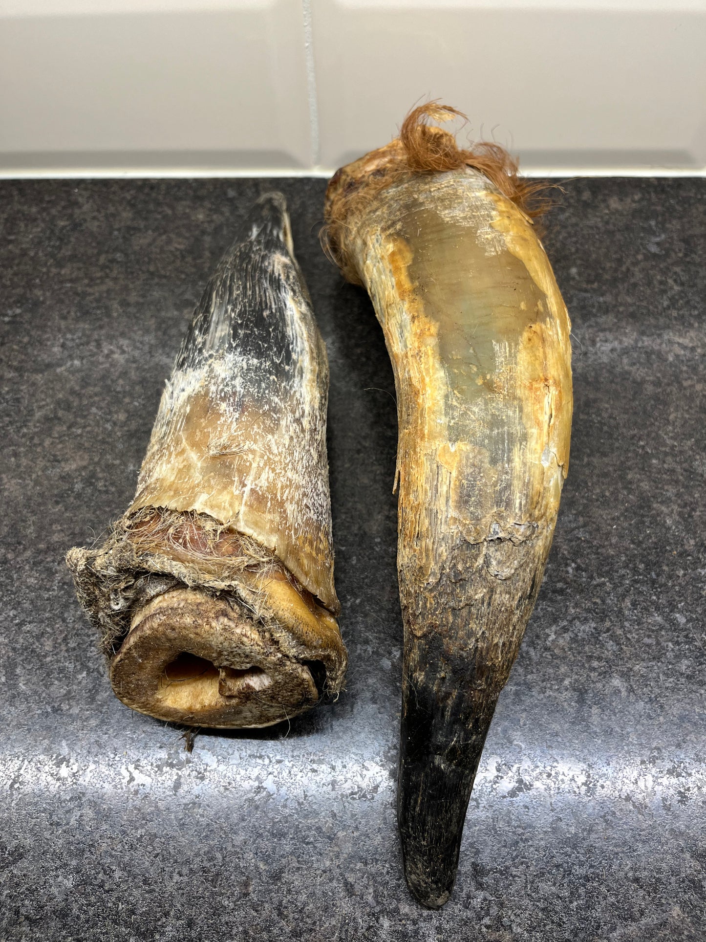 Horns - Beef