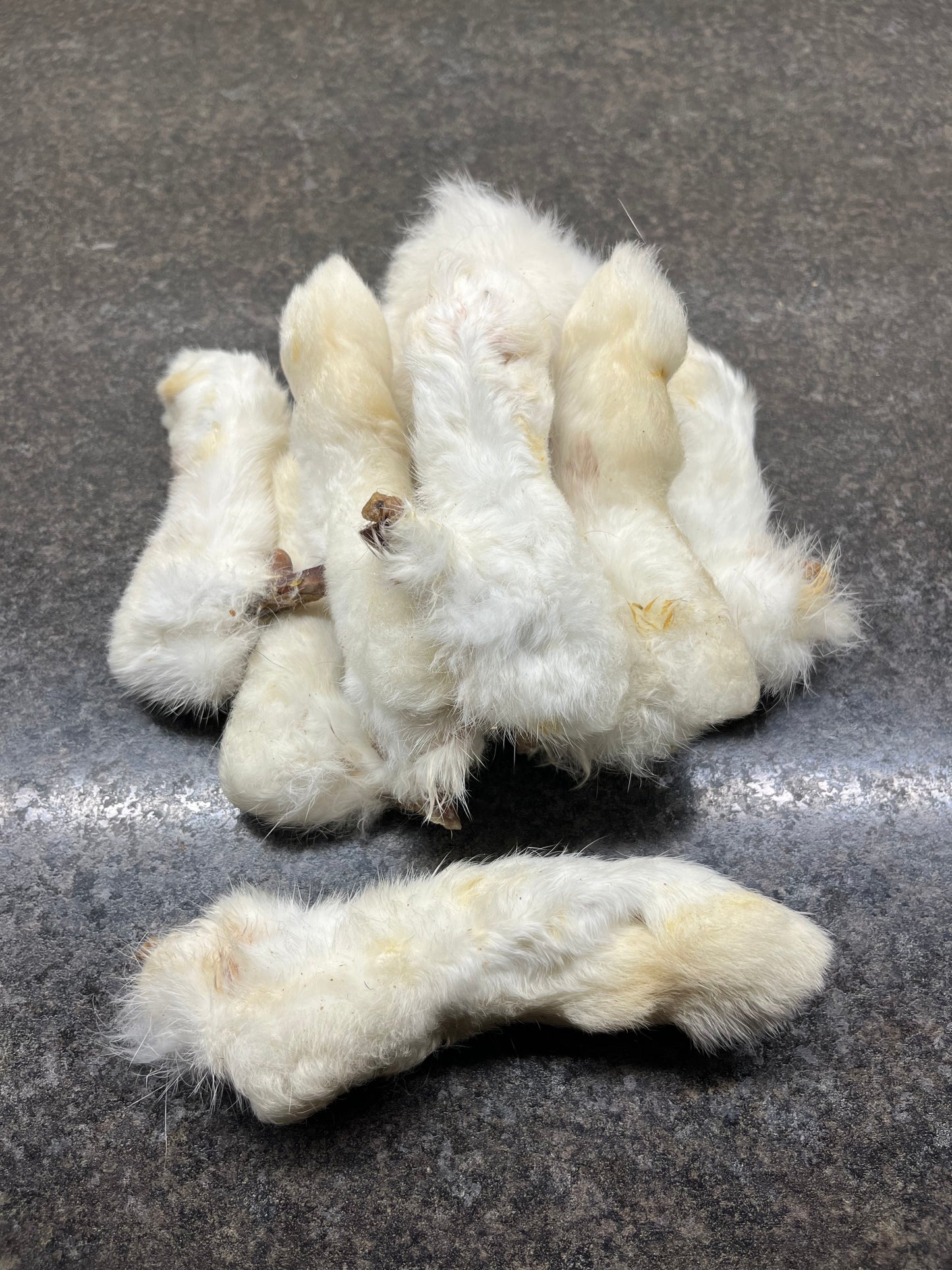 Foot - Rabbit