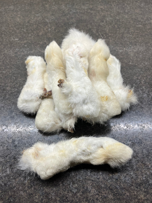 Foot - Rabbit